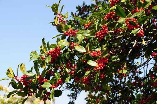 Holly Berries 2