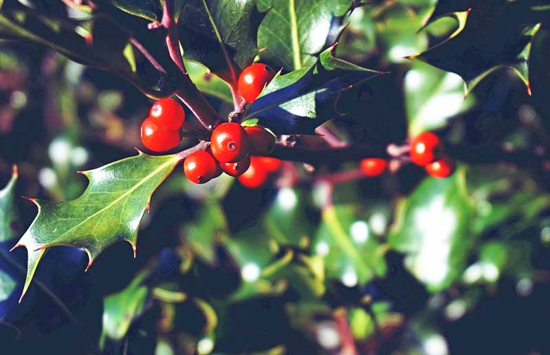 Holly Berries