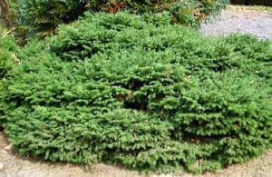 Bird's Nest Spruce Best Prices | BuyEvergreenShrubs.com