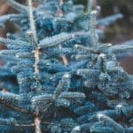 Blue Spruce