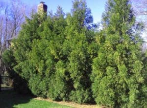 Cryptomeria radicans