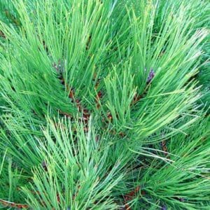 Pine Tree Needles