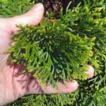 Arborvitae tree foliage
