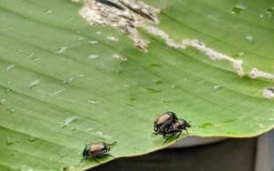 Japanese Beetles on Banana leaf