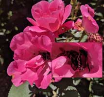 Japanese Beetles in Rose