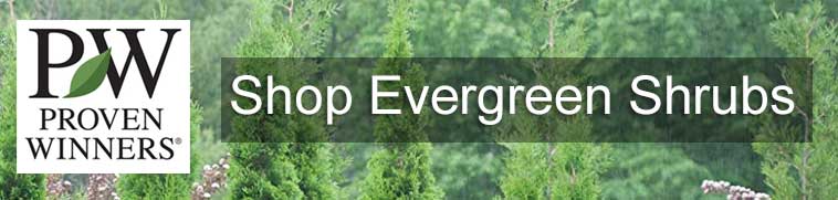 Shop Proven Winner Evergreens