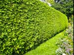 Privacy Hedge