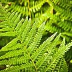 Fern