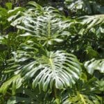 split leaf philodendron