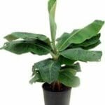 Dwarf Cavendish banana plant