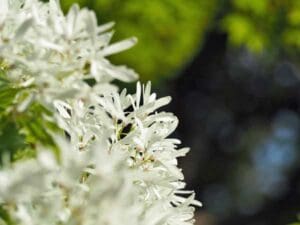 osmanthus white blooms