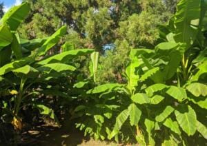 Banana tree grove!
