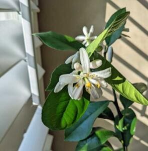 meyer lemon tree blooms