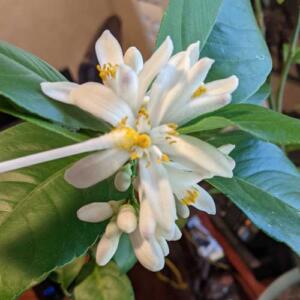 Meyer lemon Blooms