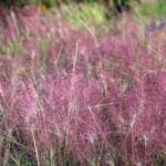 Pink Muhly Grass