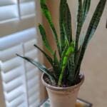 snake plant