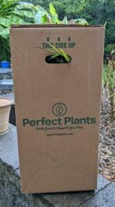 unboxing perfect plants windmill palm