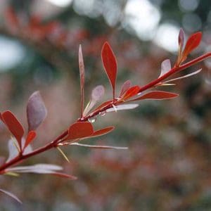 Barberry thorns