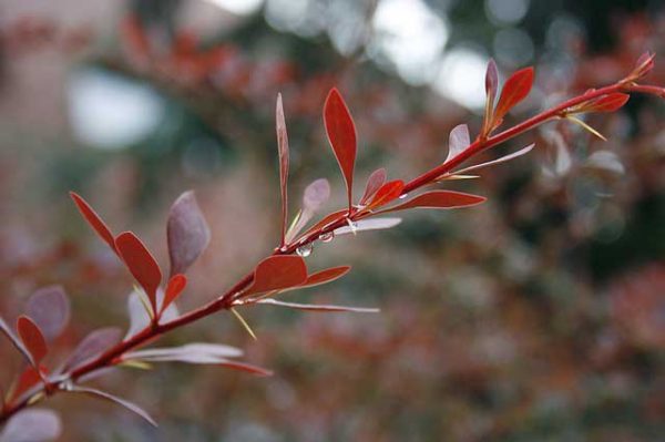 Barberry thorns