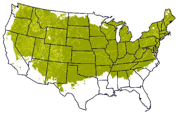 American Arborvitae For Sale | Compare Best Prices