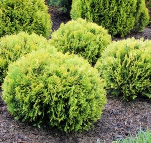 Anna's Magic Ball Arborvitae (thuja)