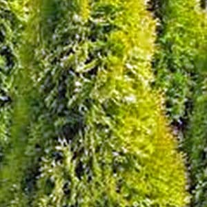 Berkman's Golden Arborvitae Best Prices | Home Delivery