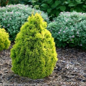 Filips Magic Moment Arborvitae