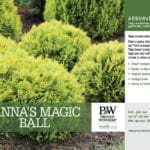 Anna's Magic Ball Thuja For Sale | BuyEvergreenShrubs.com