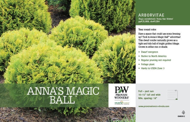 Anna's Magic Ball Thuja | Compare Best Prices