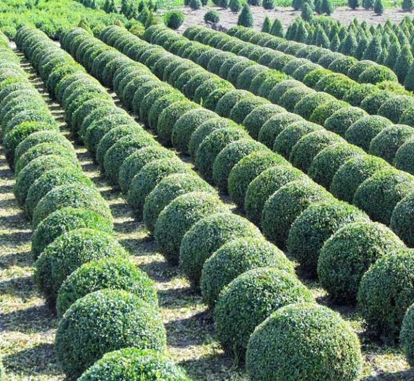 Wintergreen Boxwood shrubs