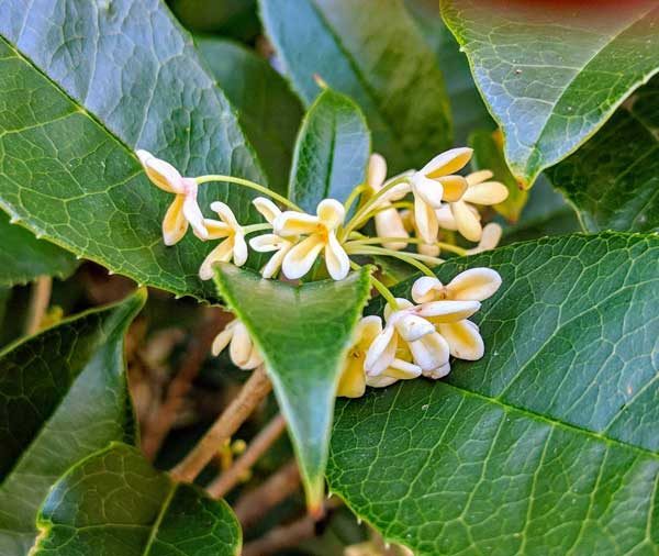 Holly flowers