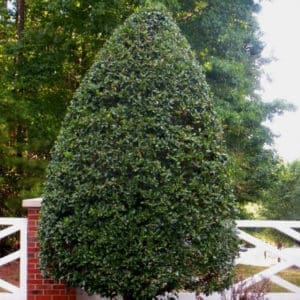 American Holly