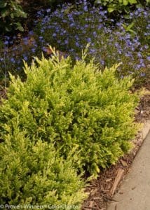 Good Vibrations Gold Juniper