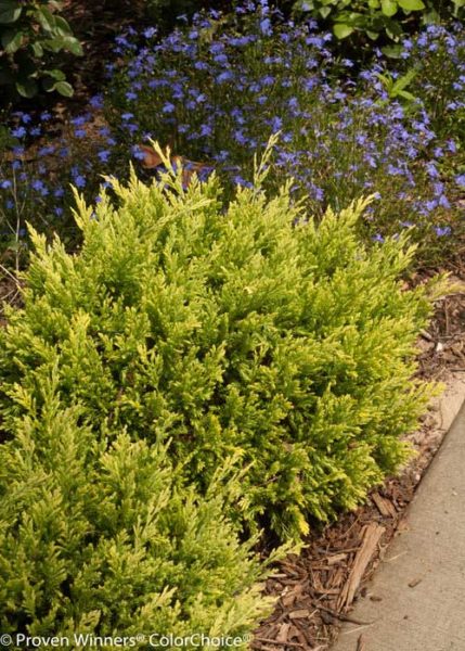 Good Vibrations Gold Juniper