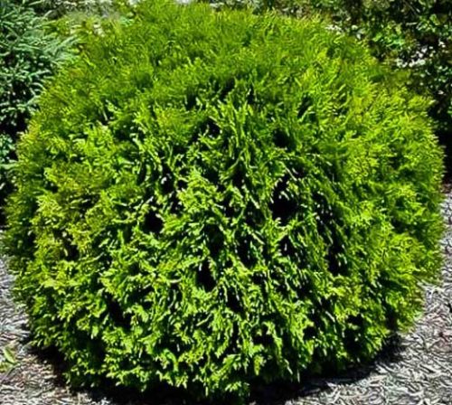 Hetz Midget Arborvitae | Compare Prices | Home Delivery