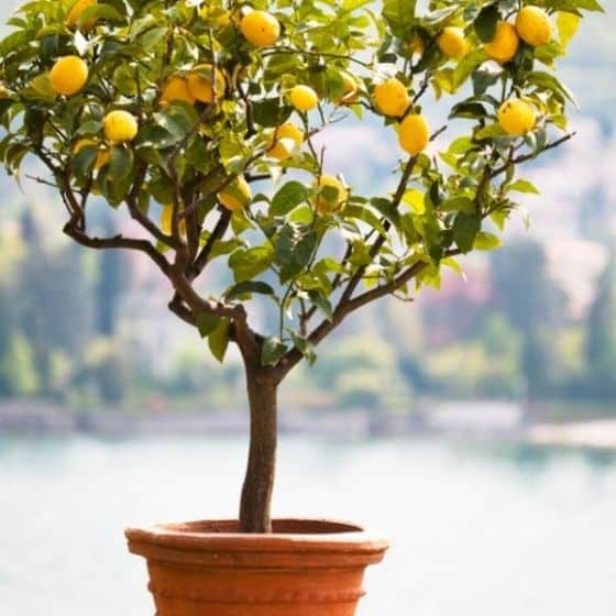Improved Dwarf Meyer Lemon tree