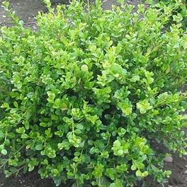 Winter Gem Boxwood