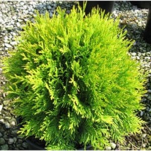 Woodward Globe Arborvitae (thuja) Prices | Home Delivery