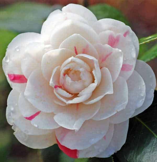 April Camellia