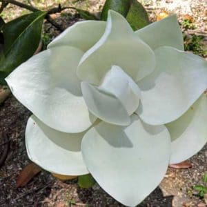 Magnolia tree flower
