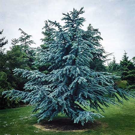 Blue Cedar