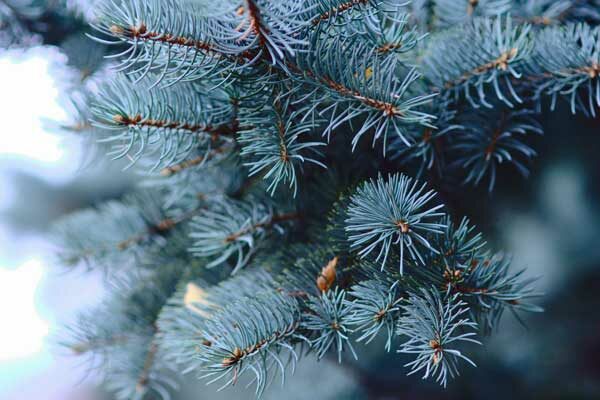 Blue Spruce Branches