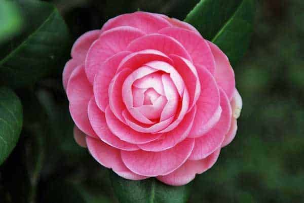 Pink Camellia Bloom