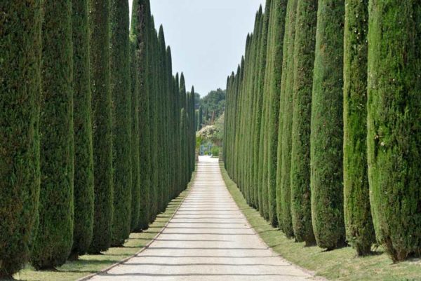 italian cypress