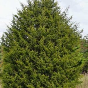 cedar trees for sale