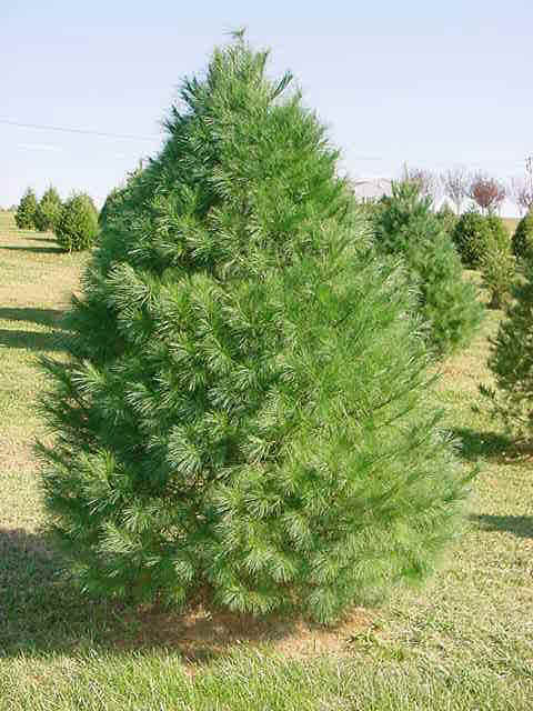 Eastern White Pine Trees