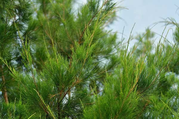 Leyland Cypress