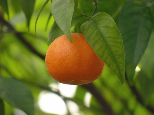 Owari Satsuma Mandarin Tree