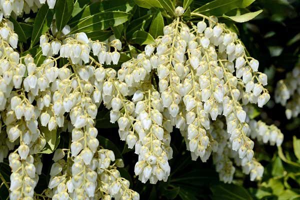 Pieris Mountain Snow