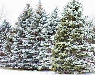 Pine trees